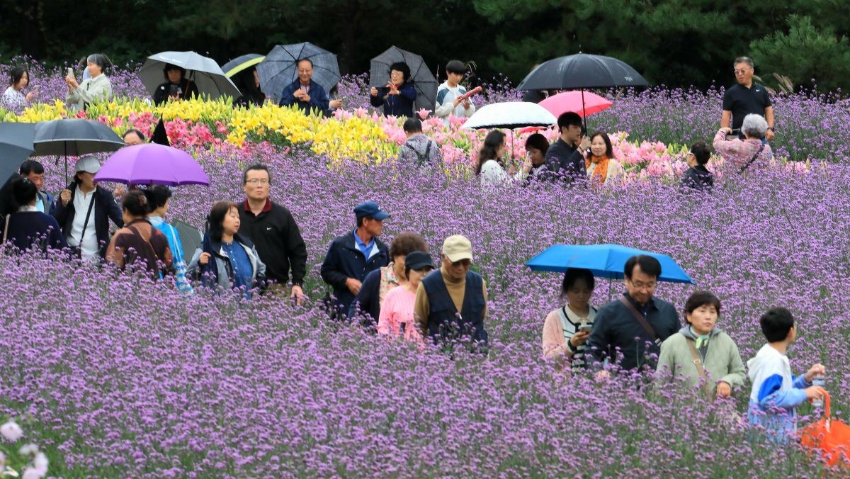 관광객들이 우산을 쓰고 꽃길을 거닐고 있다. / 뉴스1