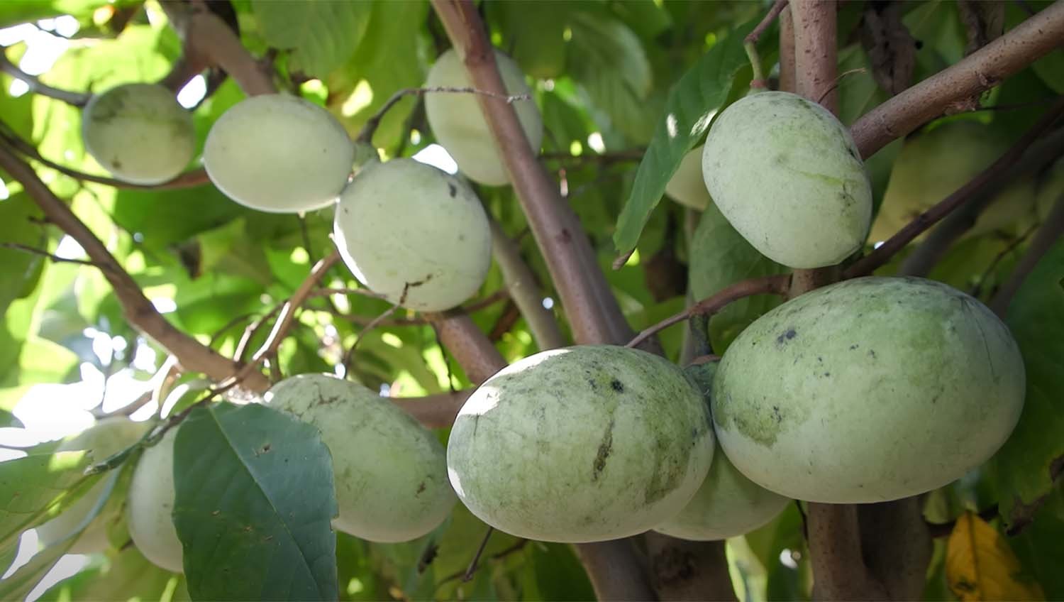 포포나무 열매 / '팜코리아' 유튜브