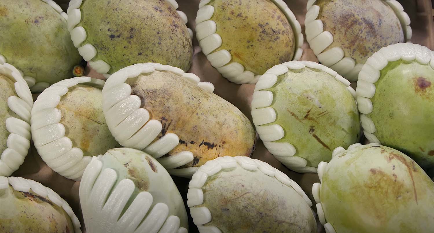 포포나무 열매 / '팜코리아' 유튜브