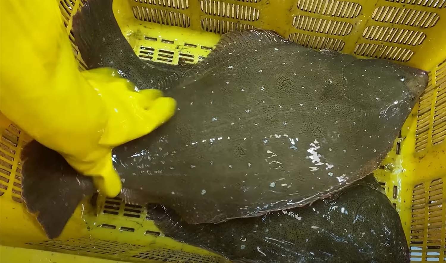 사진 속 제주산 양식은 3~3.5kg짜리가 kg당 3만6000원에 팔린다. / '푸드박스' 유튜브