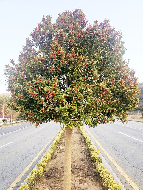 완도호랑가시나무