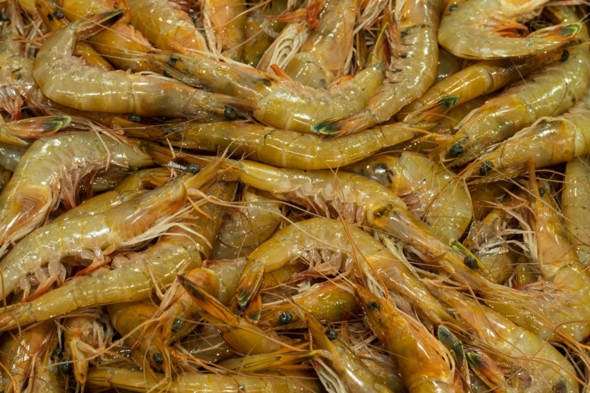 대하 자료사진 / Stock for you-shutterstock.com