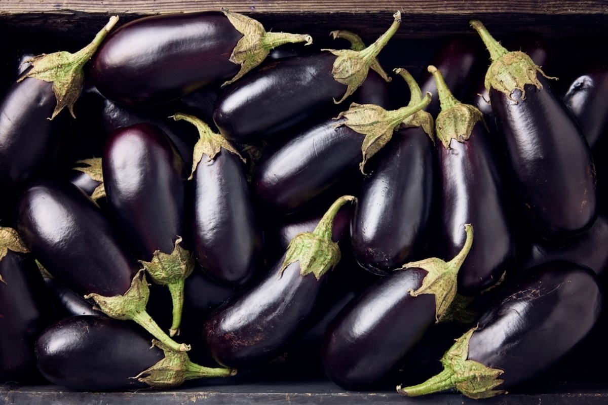 가지 자료사진 / Melica-shutterstock.com