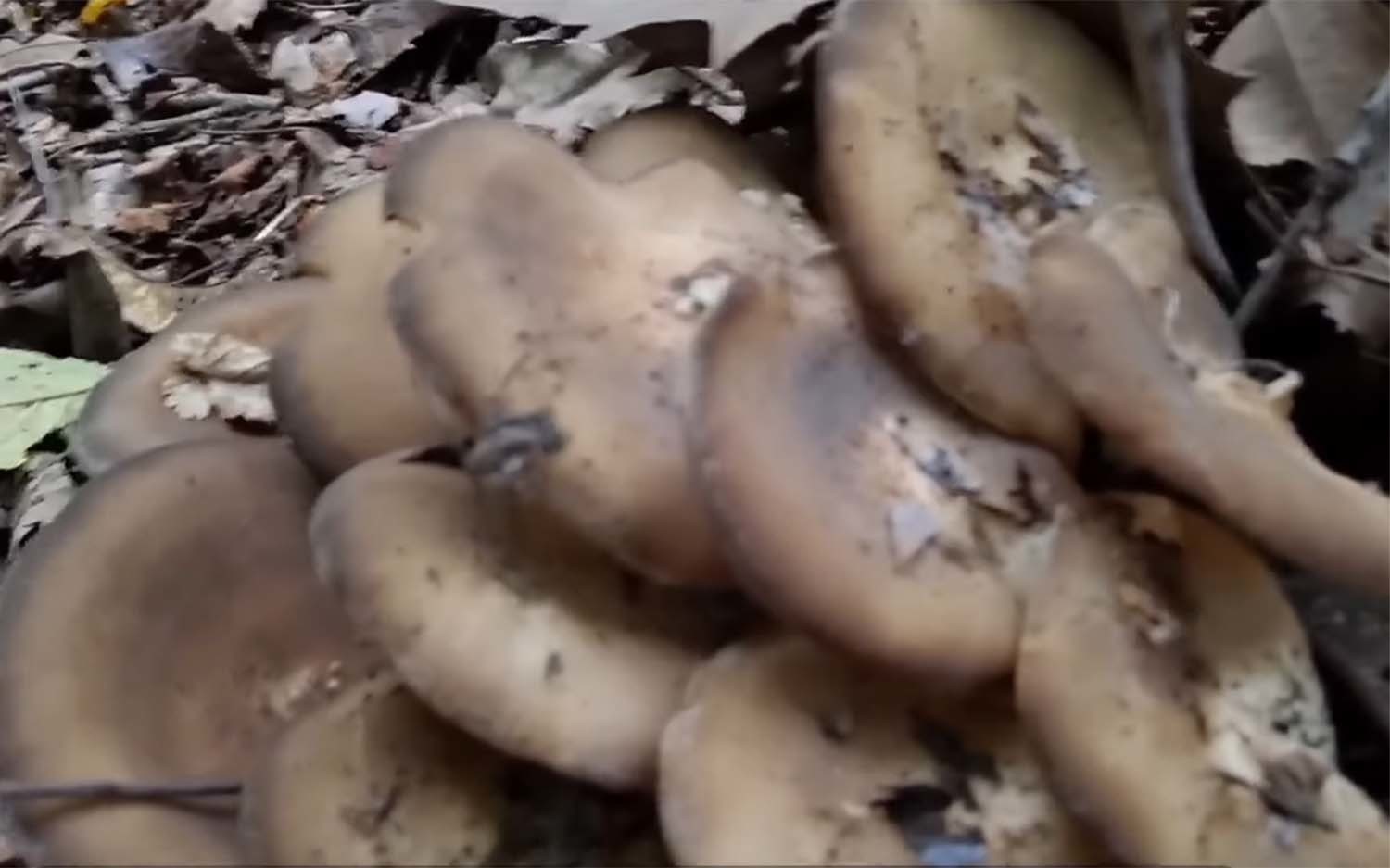 잿빛만가닥버섯 / '산야초나라 TV' 유튜브