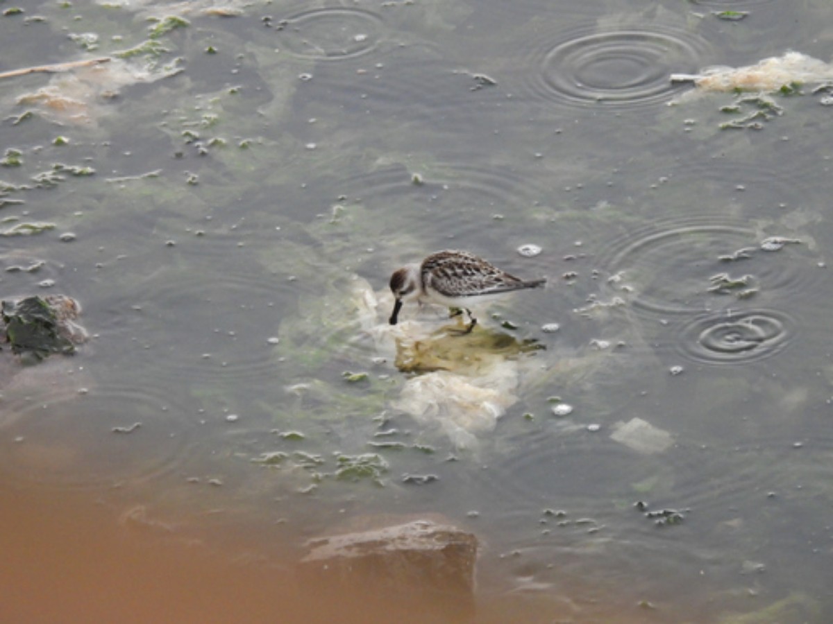 넓적부리도요 / 이성남 자연환경해설사, 울산시 제공