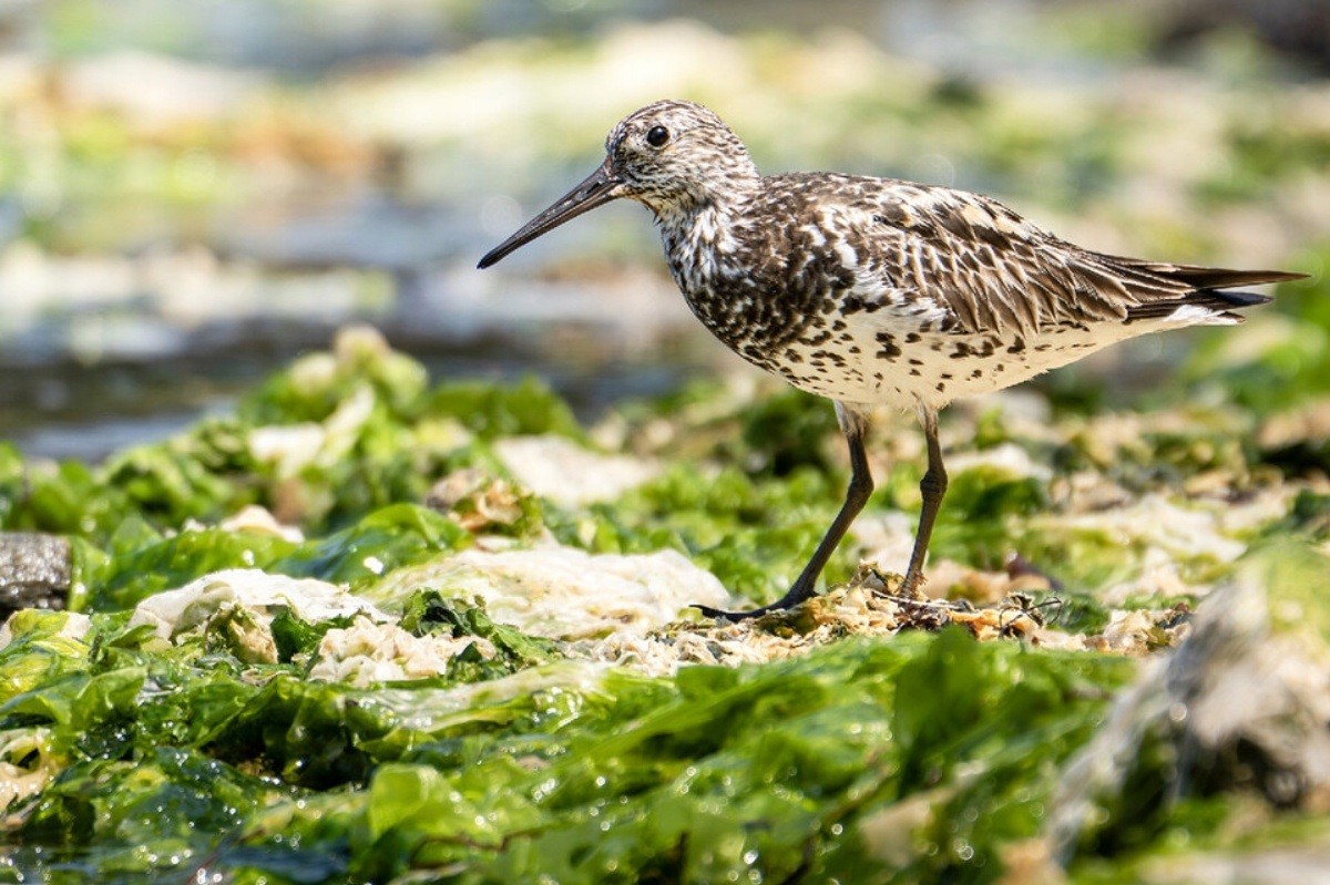 붉은어깨도요 / 조현표 통신원, 울산시 제공