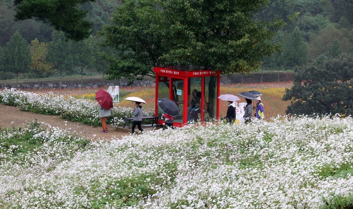 정읍 구절초 꽃축제 / 정읍시 제공
