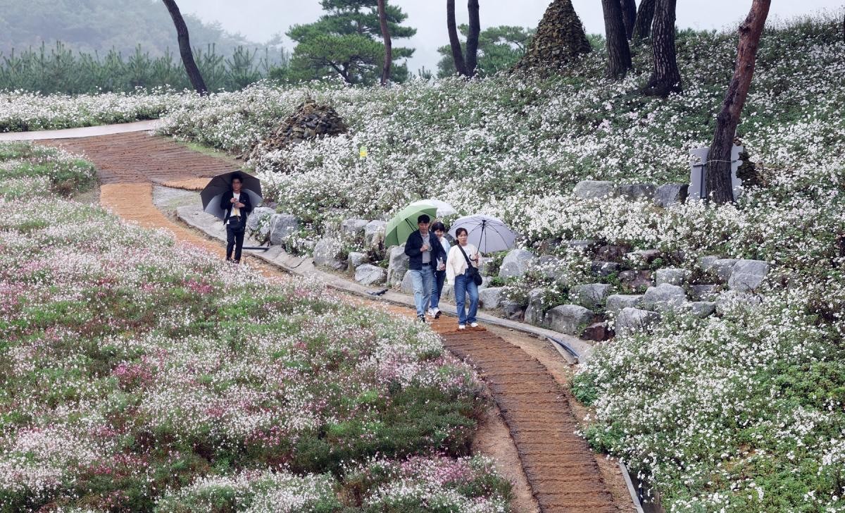 정읍 구절초 꽃축제 / 정읍시 제공