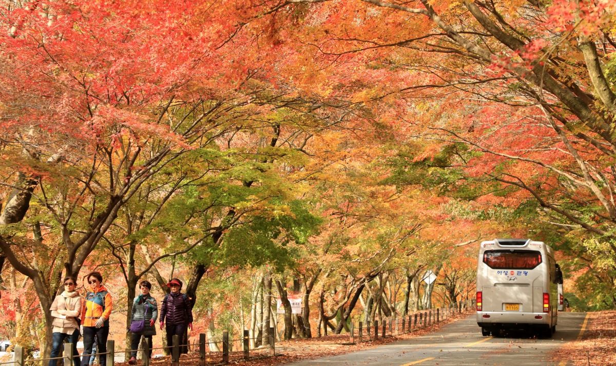 내장산 단풍 자료 사진 / 뉴스1