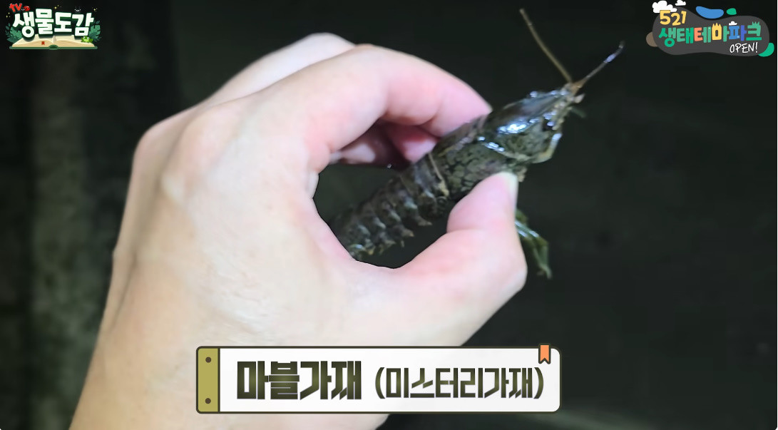 경기도 이천 죽당천에서 잡힌 마블가재 / 유튜브 'TV생물도감'