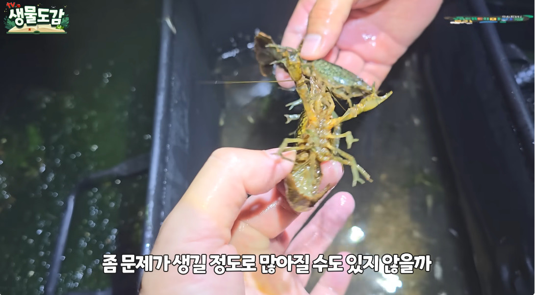 경기도 하천에서 잡힌 수입금지종 마블가재 / 유튜브 'TV생물도감'