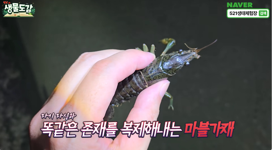 무성생식으로 무서운 번식력을 자랑하는 마블가재 / 유튜브 'TV생물도감'