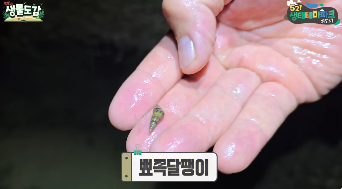 죽당천에서 잡힌 뾰족달팽이 / 유튜브 'TV생물도감'