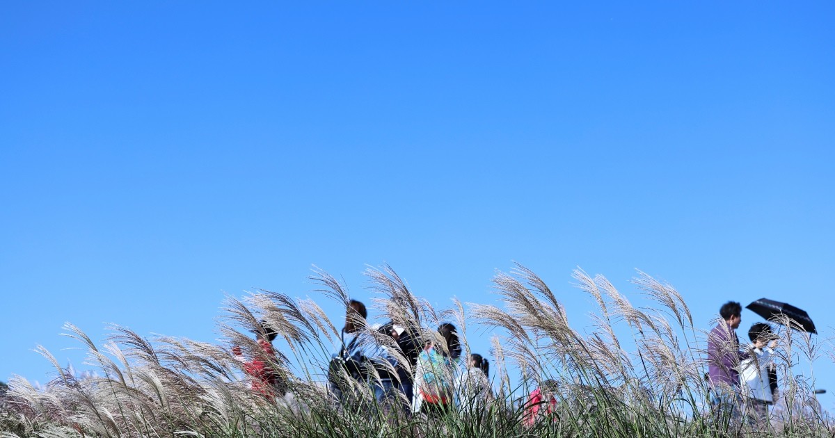 하늘공원 억새 자료 사진 / 뉴스1