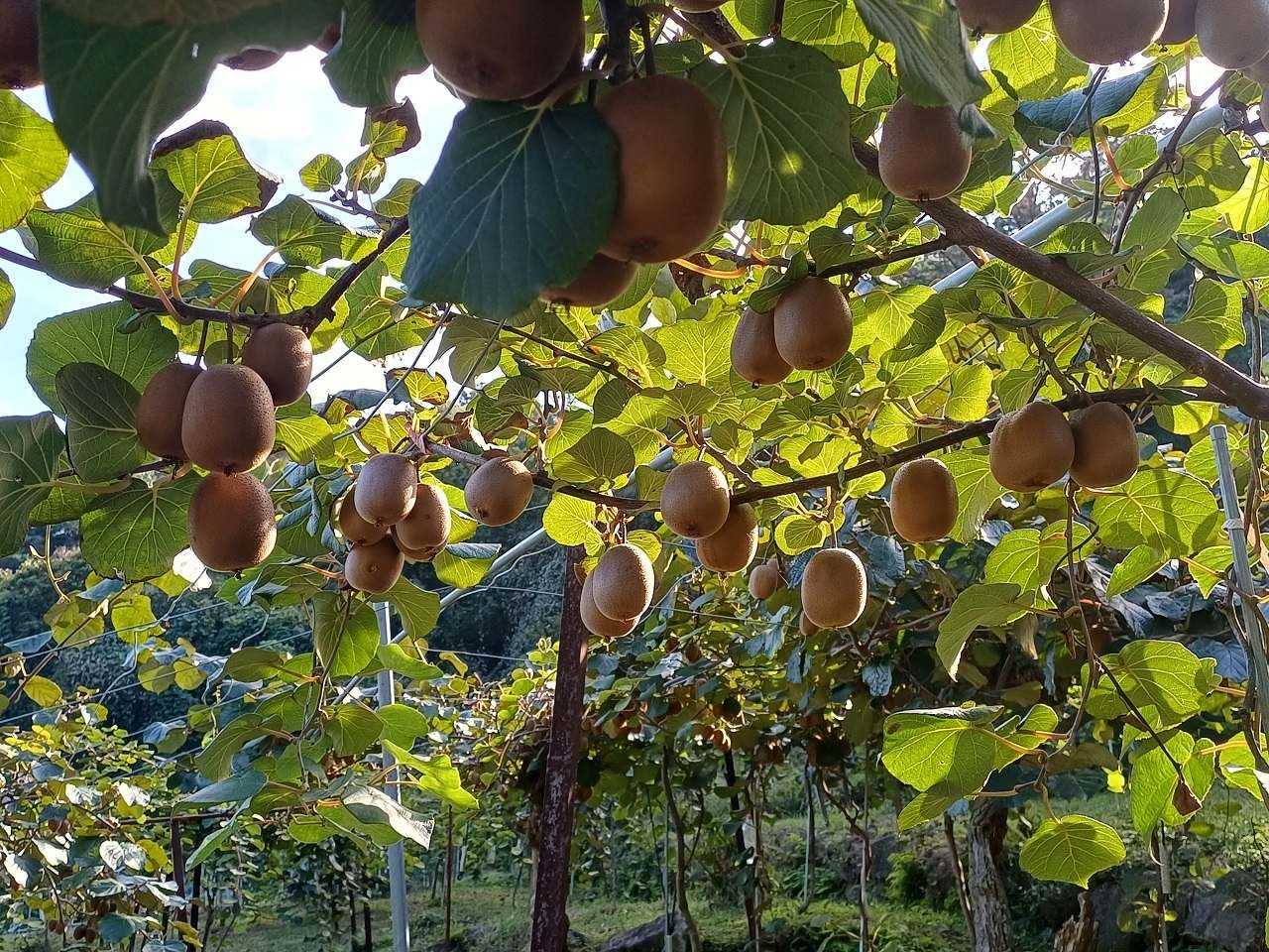 순천시 지역 대표 농산물 참다래. / 순천시 제공