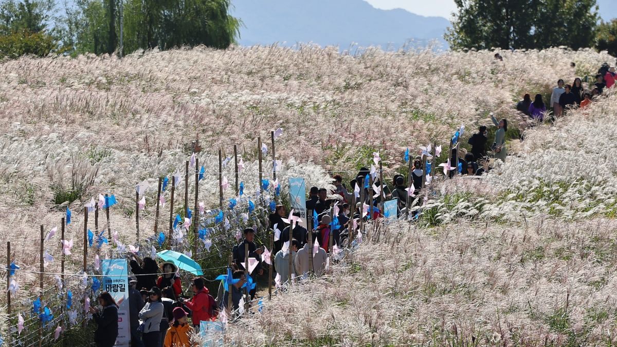 하늘공원 억새 / 뉴스1