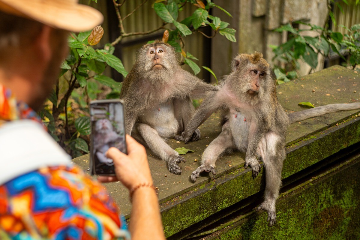 몽키포레스트. / Moroccan Nomad-shutterstock.com