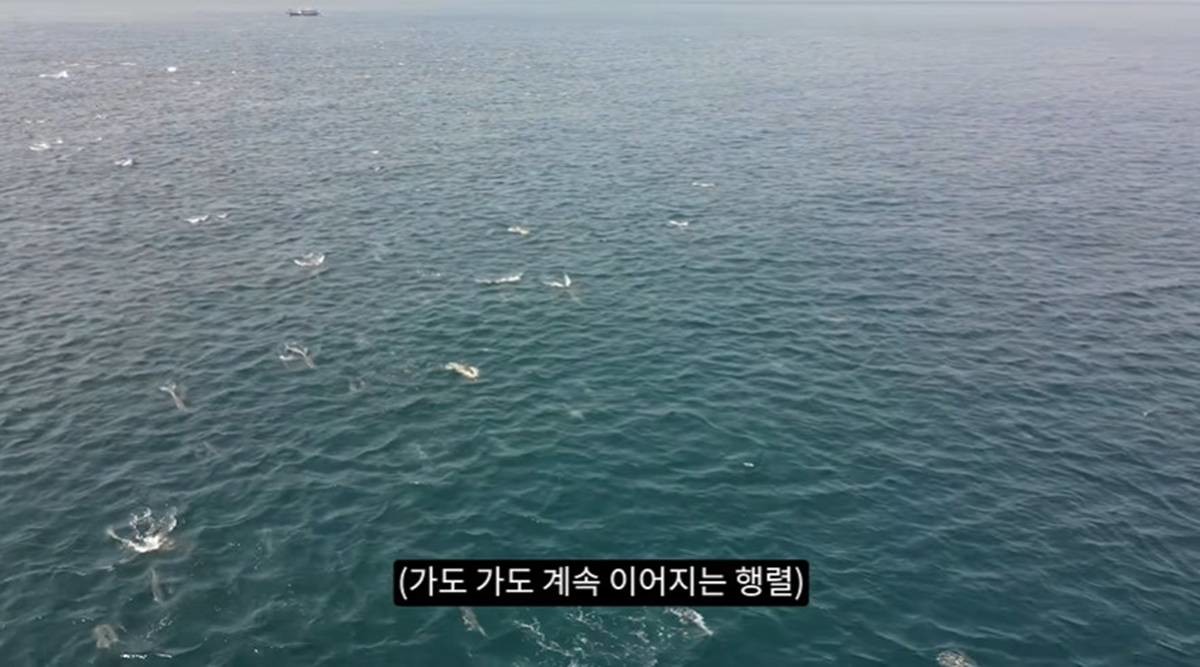 무리 지어 등장한 참돌고래 행렬 / 유튜브 '새덕후'