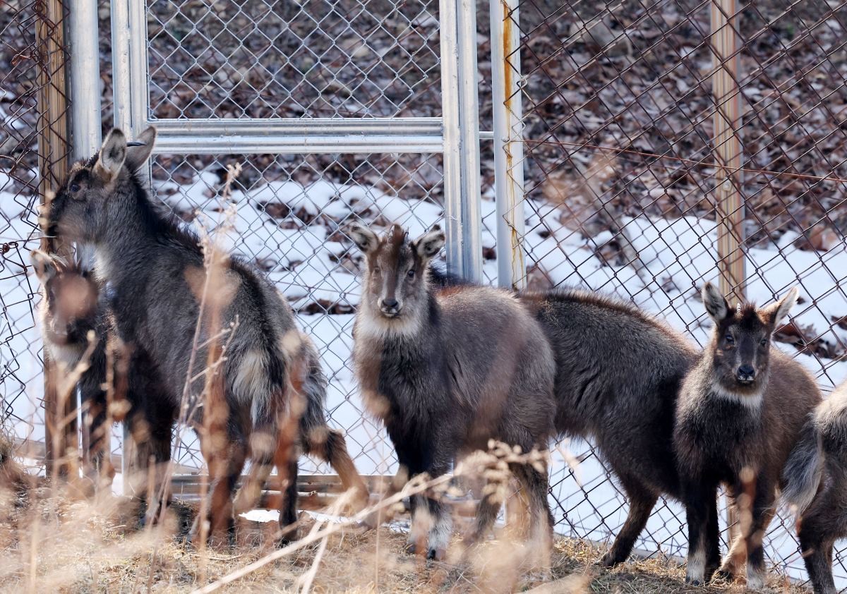 산양 '산양은 사냥하면 안돼' / 연합뉴스