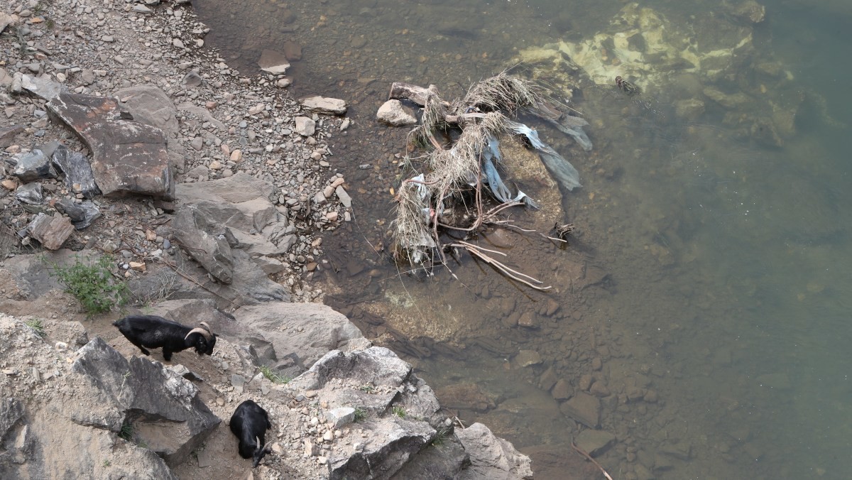 아프리카 돼지 열병으로 위험해진 산양 / 연합뉴스