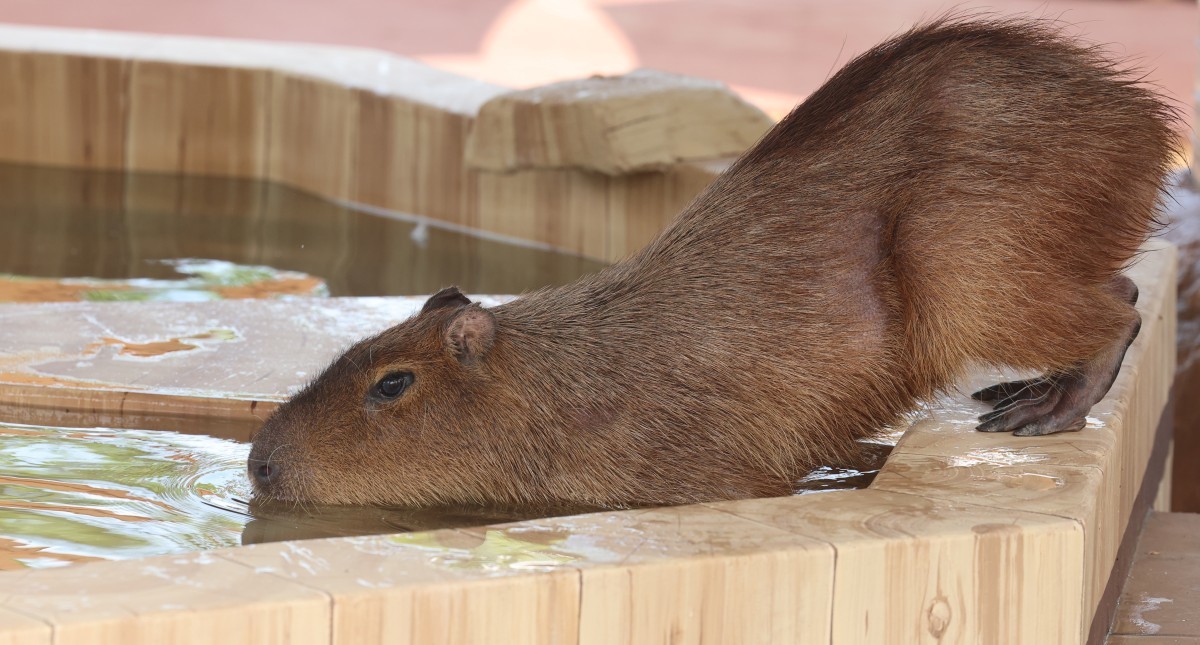카피바라 '물이 좋아' / 연합뉴스