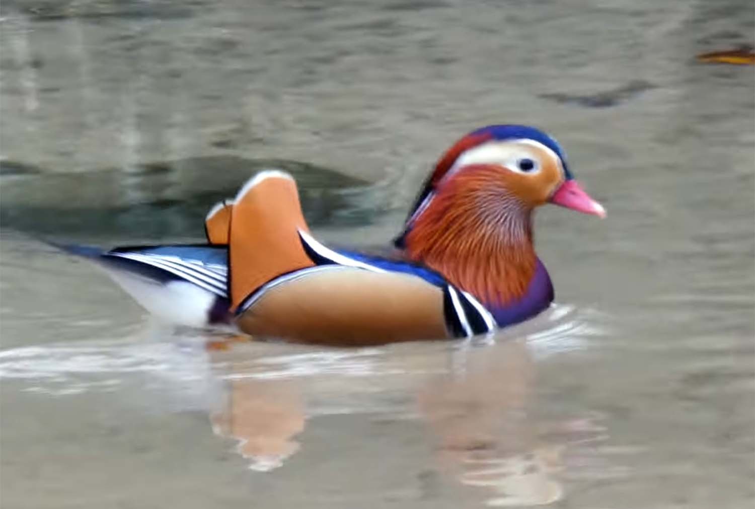 우이천 원앙 / '청계천야생' 유튜브