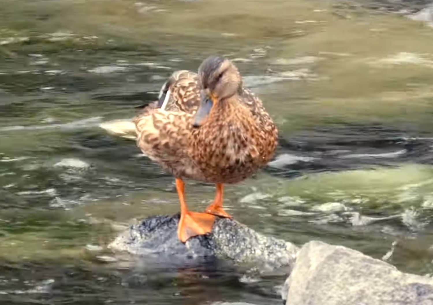 우이천 흰뺨검둥오리 / '청계천야생' 유튜브