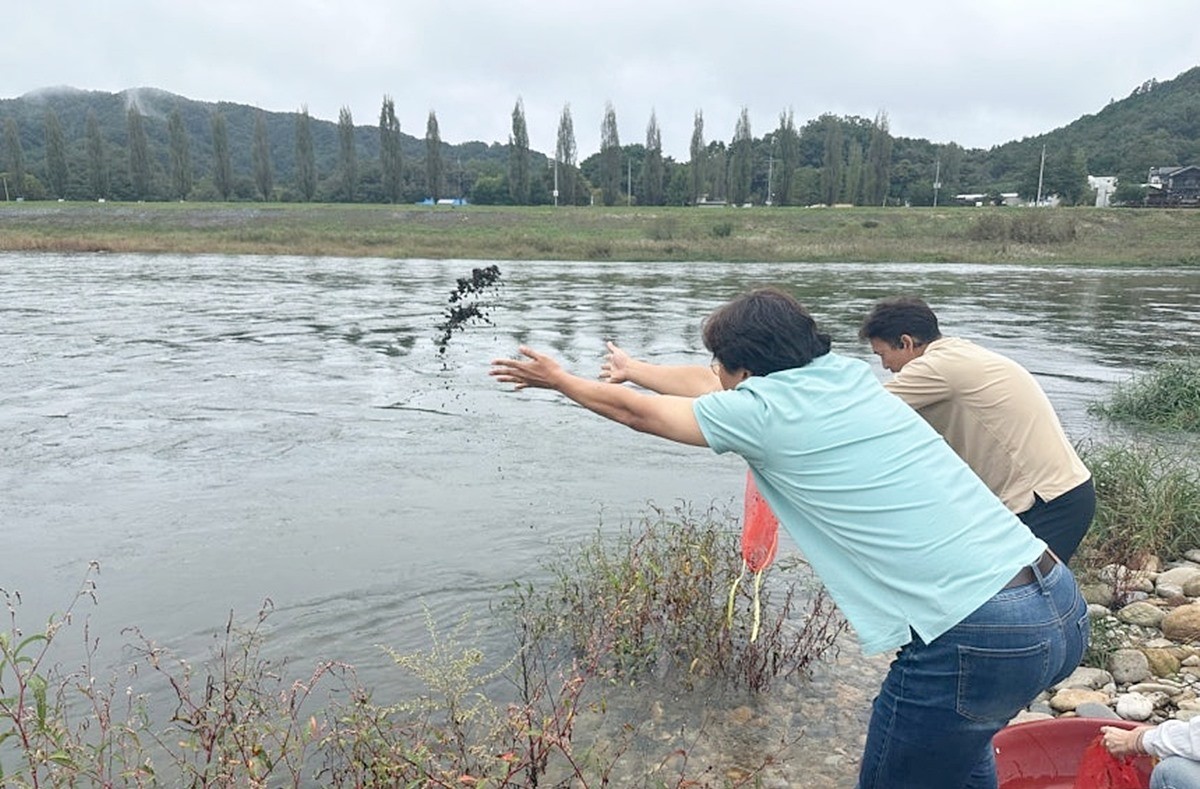충남 금산군 다슬기 방류 모습. 충남 금산군이 풍부한 어족자원 조성과 내수면 어업 활성화를 목적으로 다슬기 약 10만 마리를 지역 내 주요 하천에 방류했다. 15일 금산군에 따르면 이번 방류는 충남도수산자원연구소 민물고기센터에서 철저한 사육 과정을 거쳐 직접 기른 0.7cm 이상의 튼튼한 다슬기 종패를 전달받아 추진됐다. 특히 금산군은 다슬기 방류로 인해 생태계 보전은 물론 지역 어업인 소득 증대에도 긍정적인 효과가 있을 것으로 기대하고 있다. / 금산군 제공
