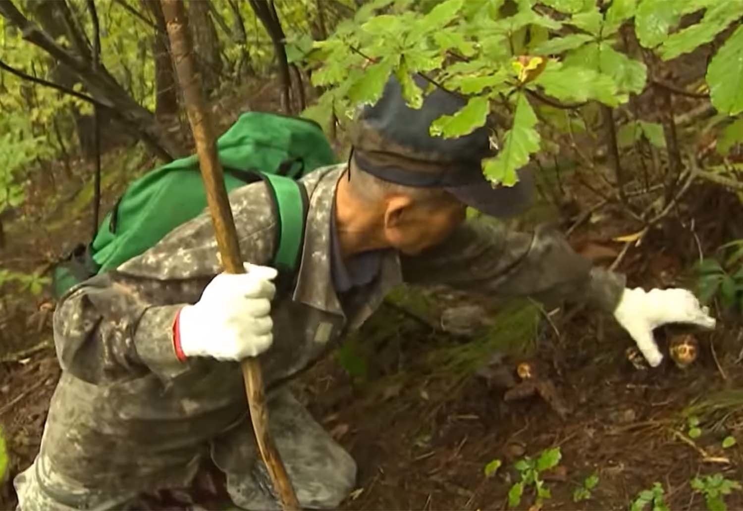 송이버섯 채취 모습. / MBC