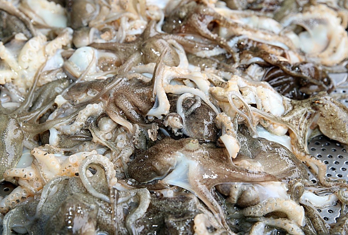 주꾸미 '주꾸주꾸' / 연합뉴스