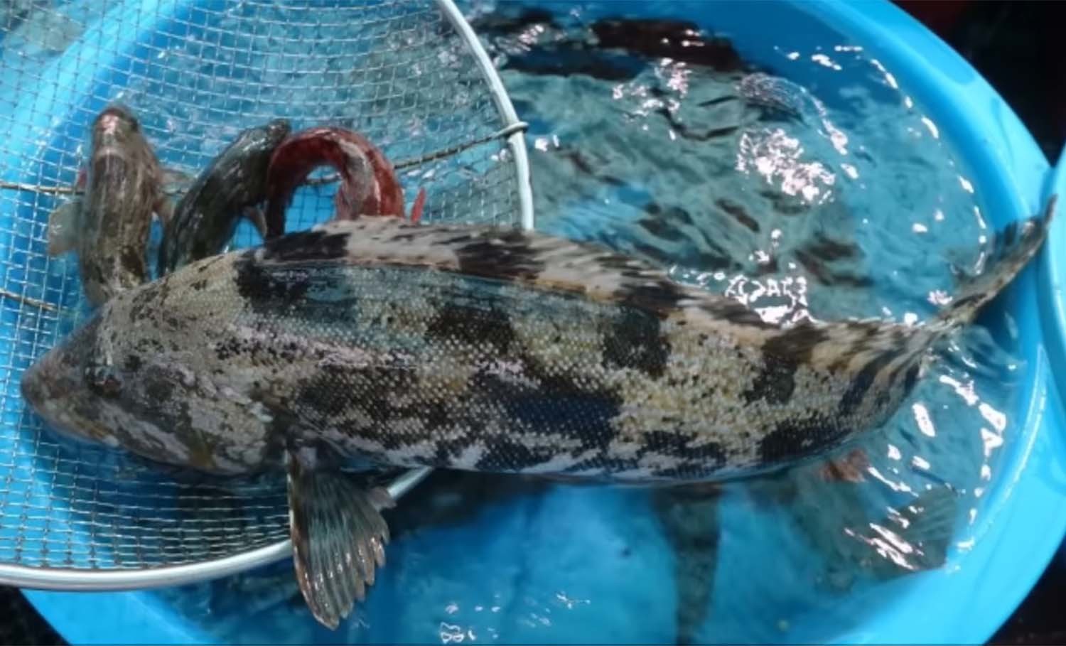 쥐노래미 / '생선선생 미스터S'