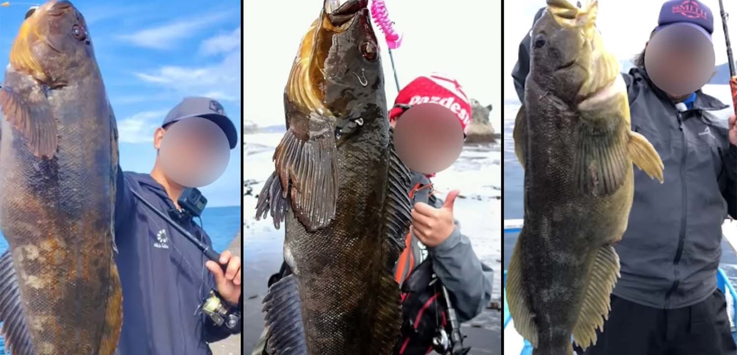 쥐노래미는 생각보다 크기가 큰 생선이다. / '생선선생 미스터S'