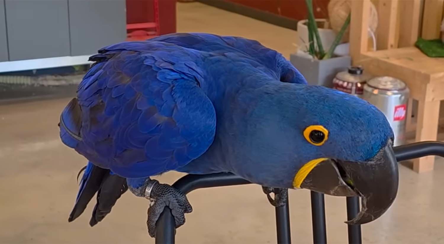 히야신스 마카우 ／ ‘다흑’ 유튜브