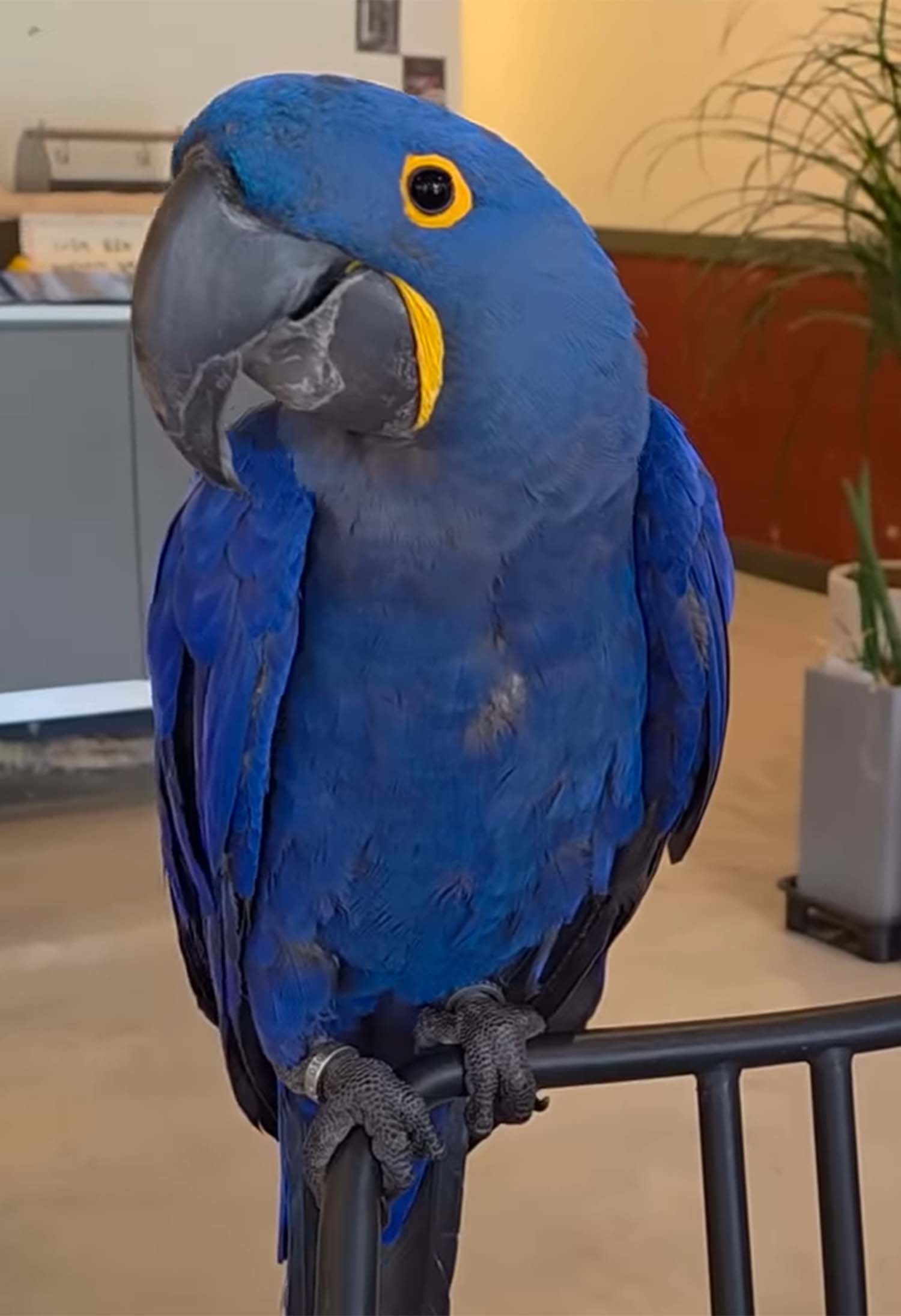 히야신스 마카우 ／ ‘다흑’ 유튜브