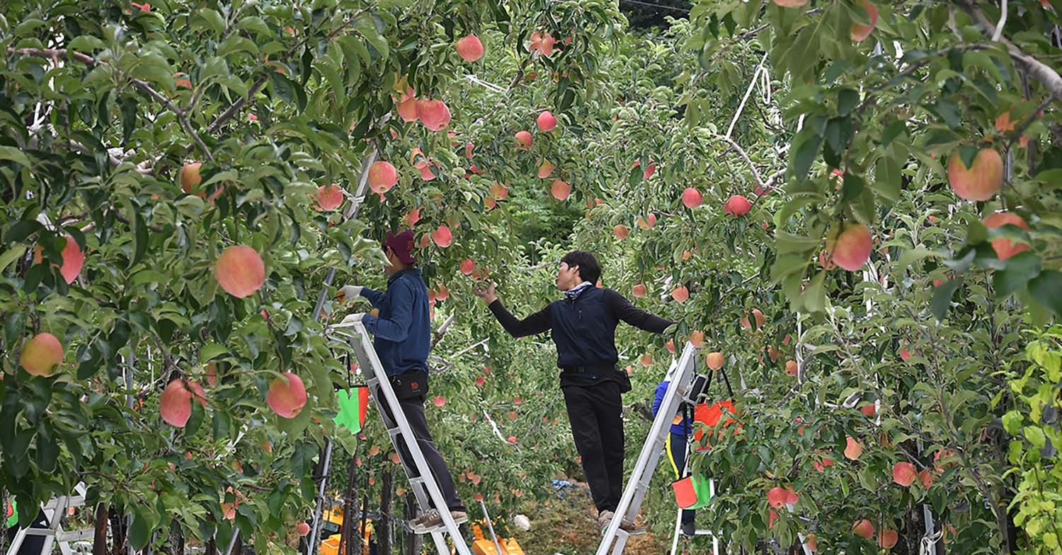 사과 수확 모습. / 뉴스1 자료사진