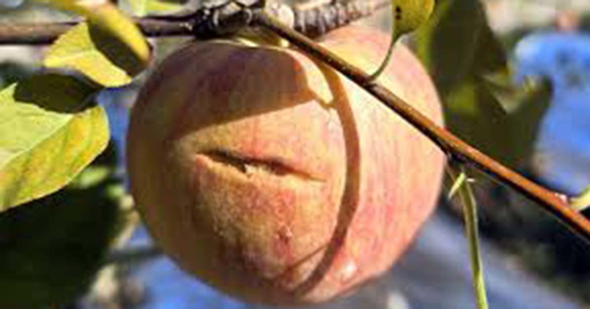 사과 열과 / 경남 밀양시