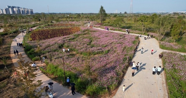 나주 영산강 정원 코스모스&댑싸리 꽃단지