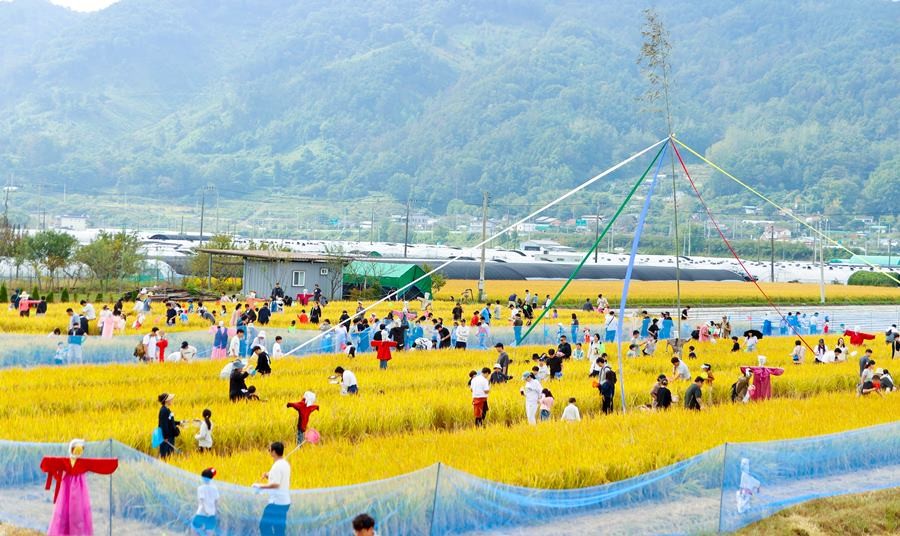 성주 가야산 황금들녘 메뚜기축제/이하 경북도