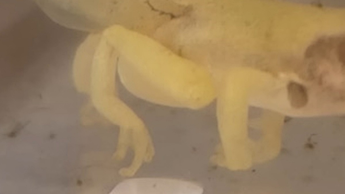 한국 아파트 단지 연못에서 발견된 루시스틱 개체 / 유튜브 '정브르'