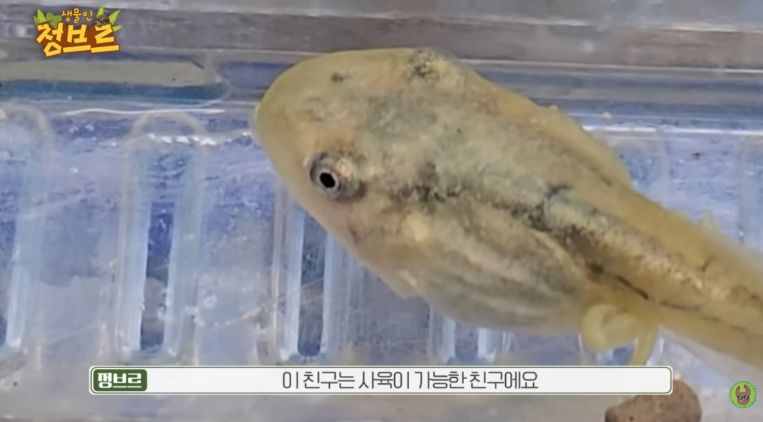 루시스틱 청개구리 올챙이
