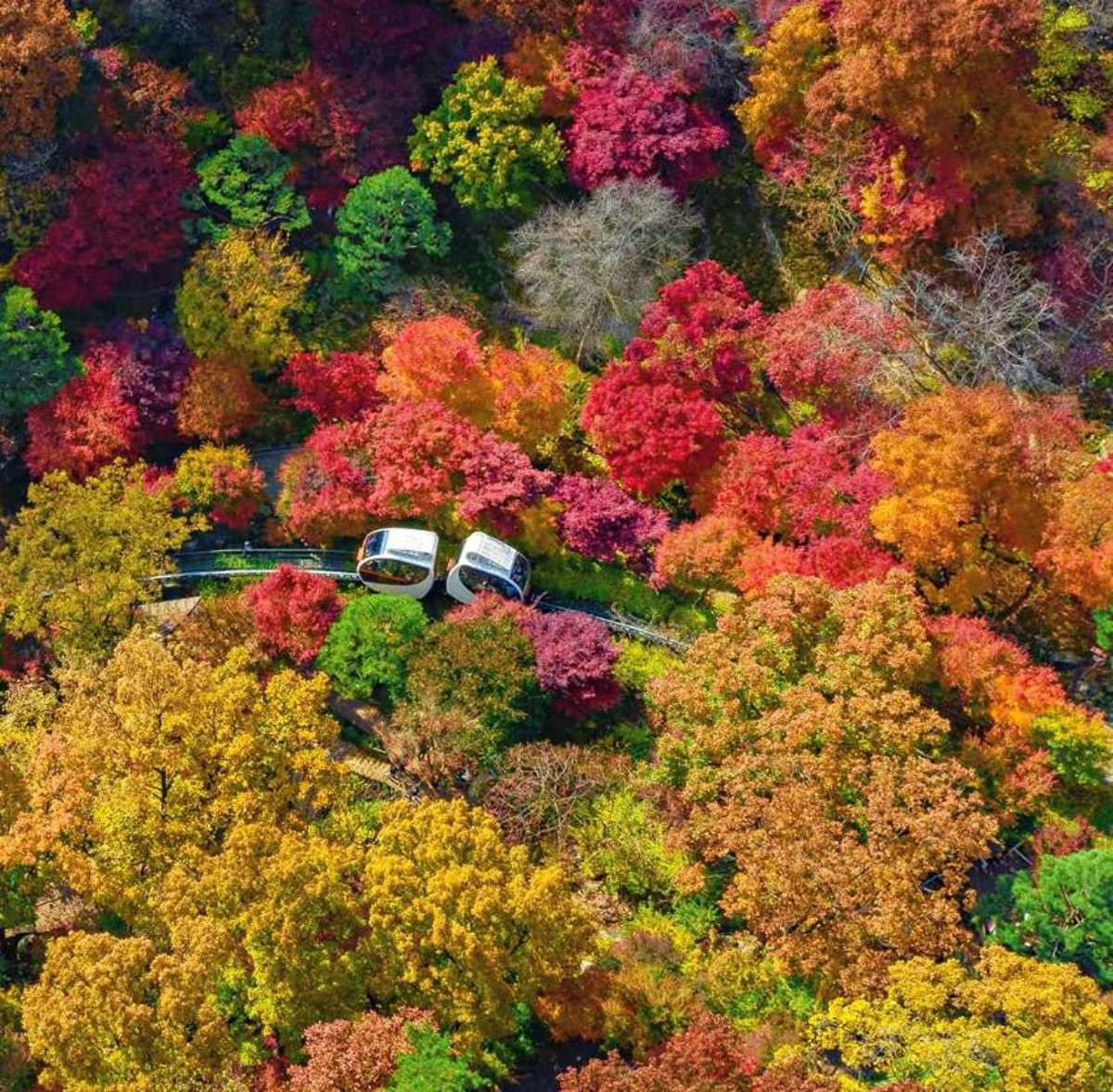 화담숲 모노레일. / 화담숲 제공