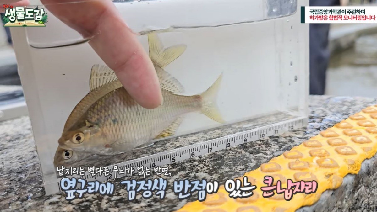 청계천 복원 20주년 맞이 3차 어류조사에서 발견된 납지리와 큰납지리. / 유튜브 'TV생물도감'