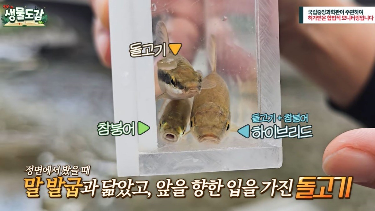 돌고기, 돌고기와 참붕어의 교잡종, 참붕어의 비교 모습. / 유튜브 'TV생물도감'