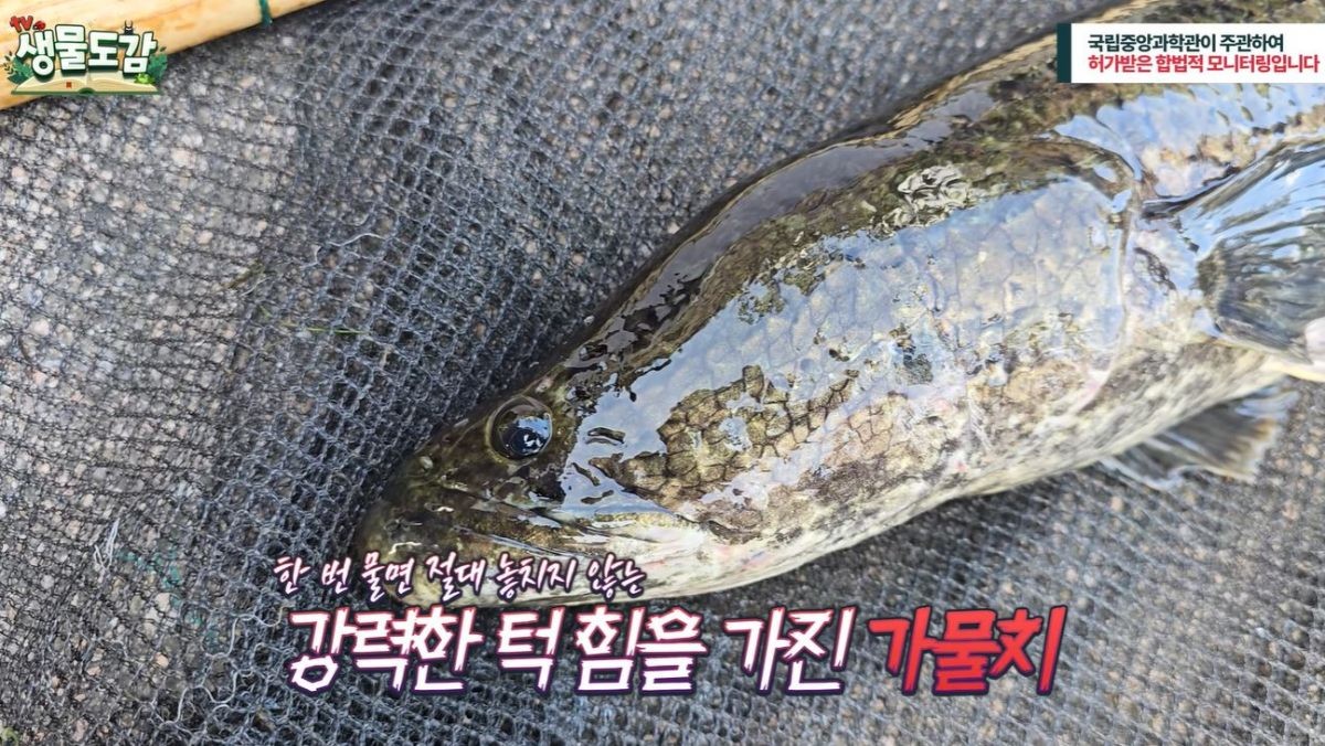 청계천 복원 20주년 맞이 3차 어류조사에서 발견된 50cm 넘는 가물치. / 유튜브 'TV생물도감'