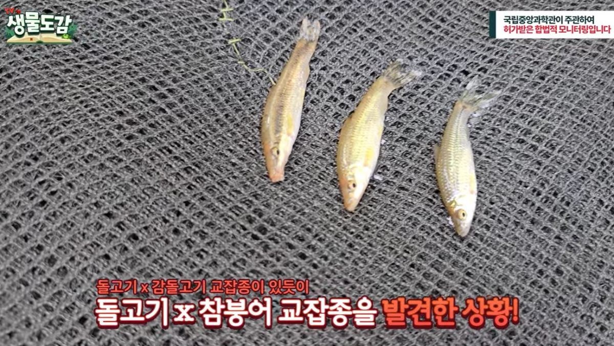 청계천 복원 20주년 맞이 3차 어류조사에서 발견된 (왼쪽부터) 돌고기, 돌고기와 참붕어의 교잡종, 참붕어. / 유튜브 'TV생물도감'