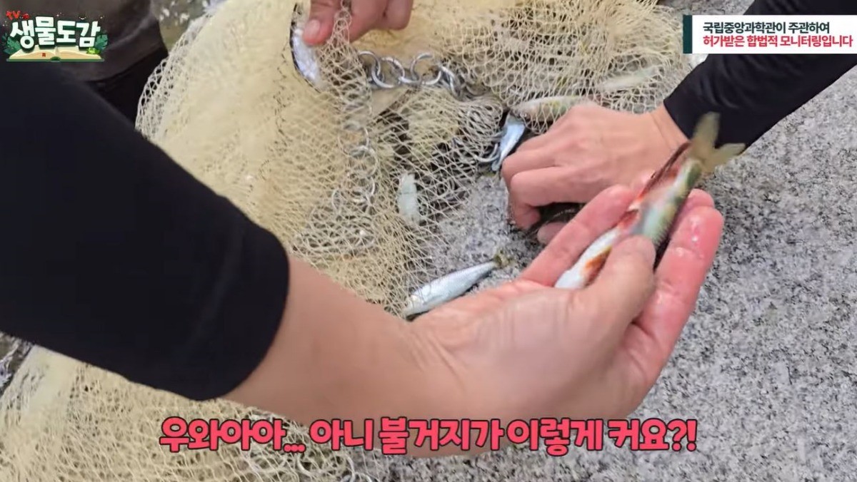 청계천 복원 20주년 맞이 3차 어류조사에서 발견된 불거지(피라미 수컷). / 유튜브 'TV생물도감'