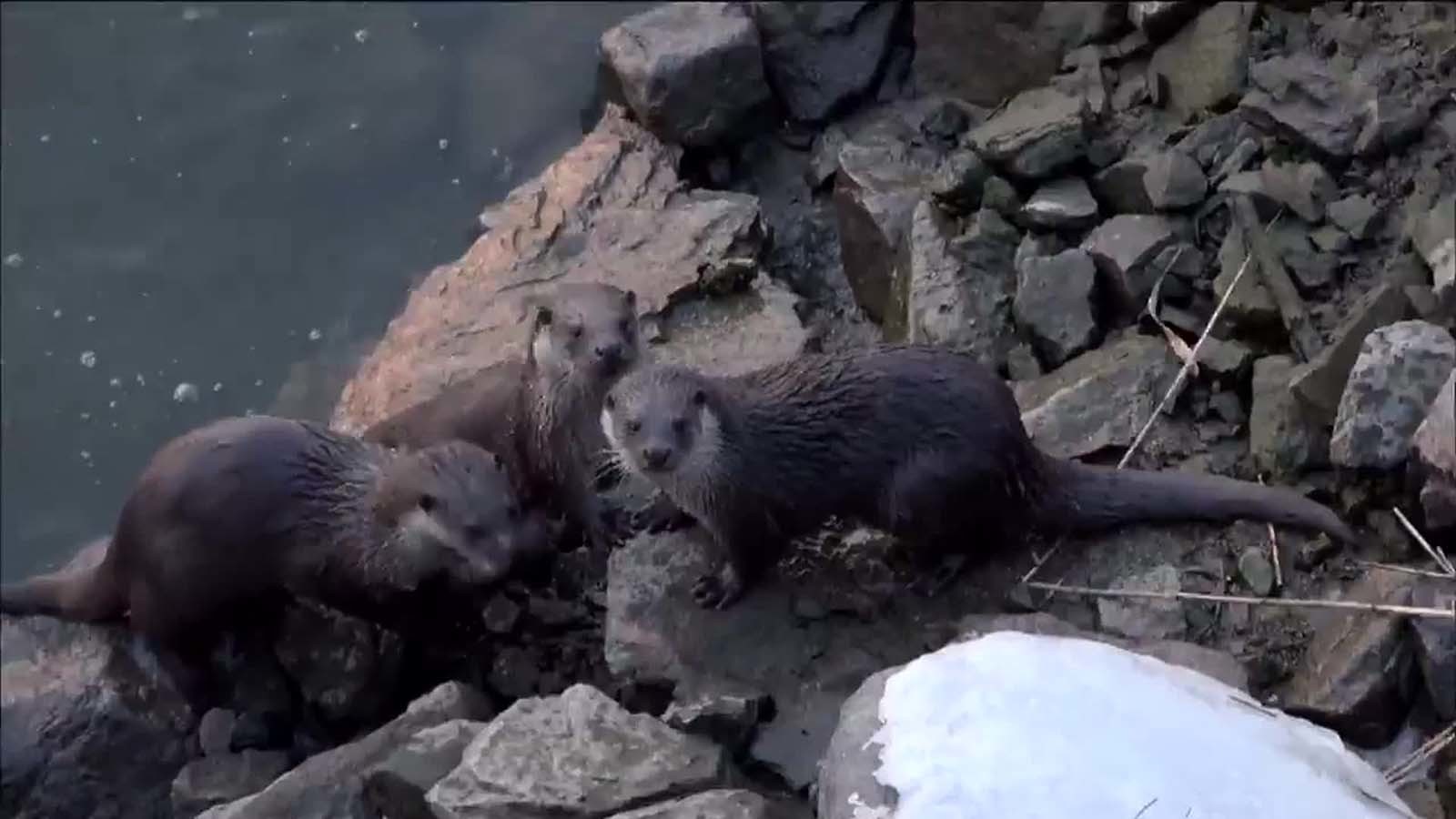 시화호 수달 / KBS