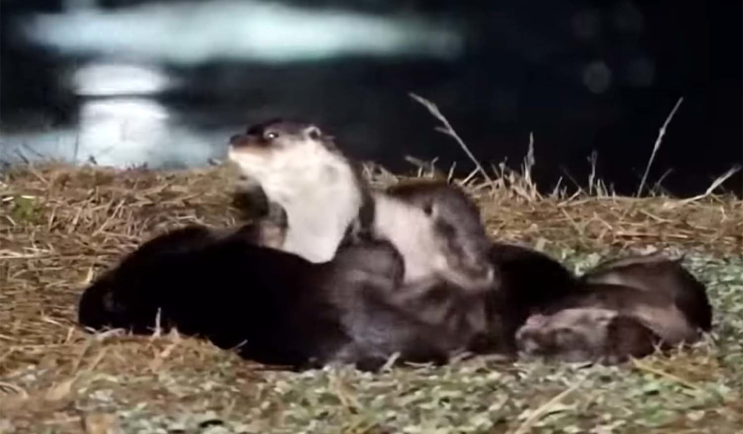 시화호 수달 / KBS