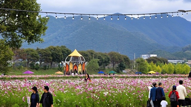황미르랜드 연꽃정원 코스모스. 장성군 제공