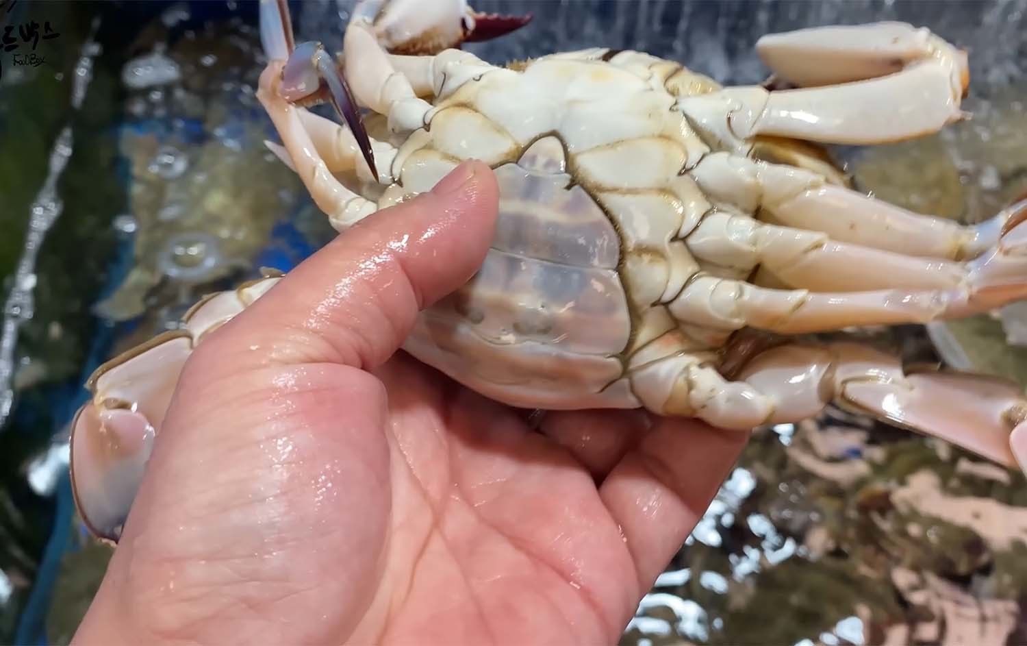 꽃게 / '푸드박스' 유튜브